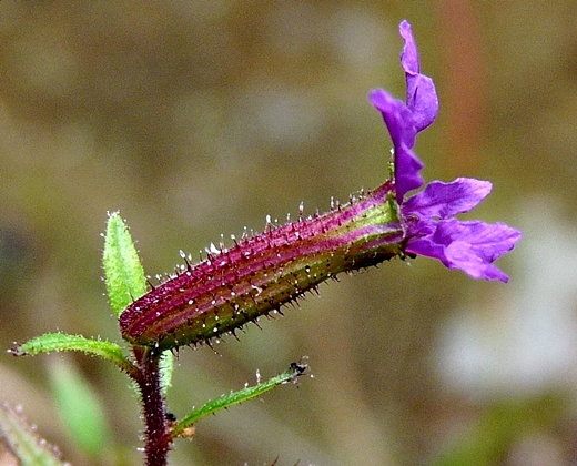 {Cuphea viscosissima}